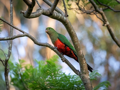 Australian King-Parrot