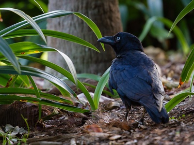 Australian Raven