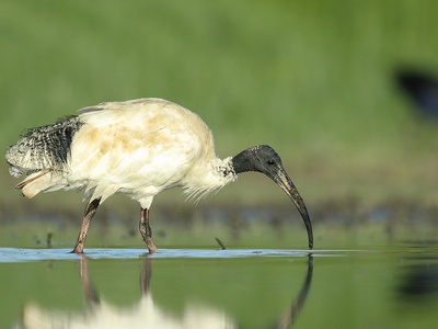 Australian White Ibis