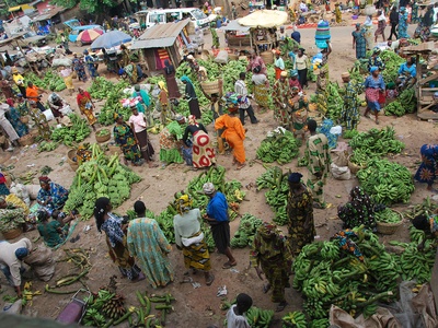 Bananas and plantains