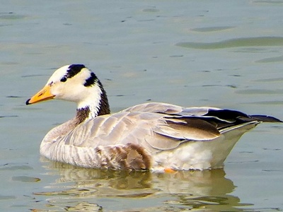 Bar-headed Goose