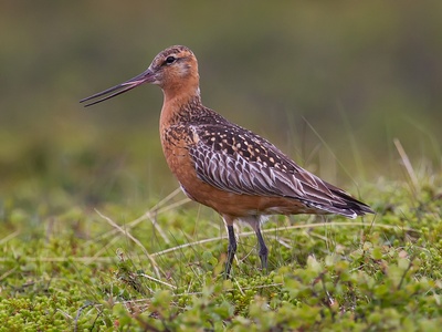 Bar-tailed Godwit