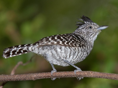 Barred Antshrike