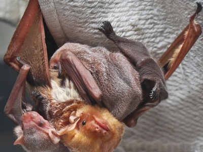 Bat echolocation