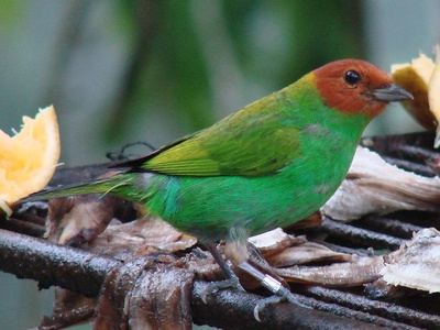 Bay-headed Tanager