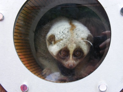 Bengal slow loris