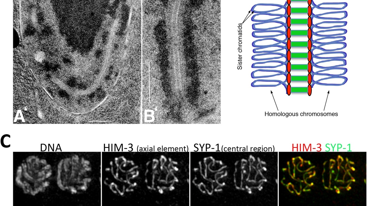 Comparative embryology showing limb bud development across vertebrates
