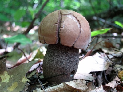 Birch bolete