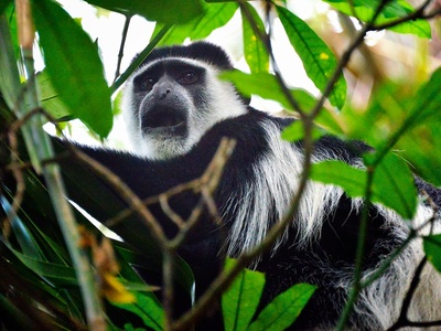 Black-and-white colobus