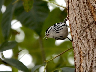 Black-and-white Warbler