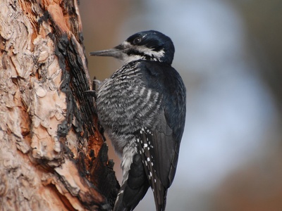 Black-backed Woodpecker