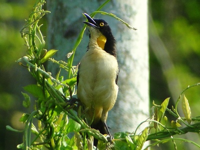 Black-capped Donacobius