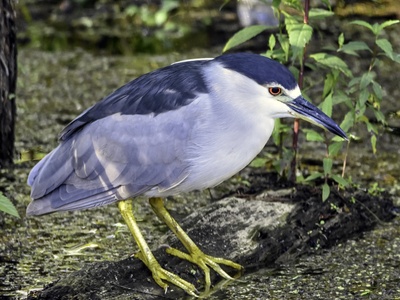 Black-crowned Night-Heron