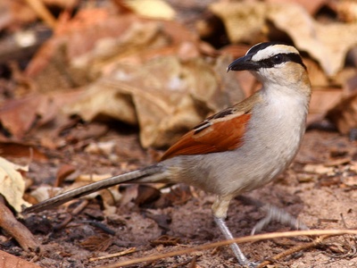 Black-crowned Tchagra