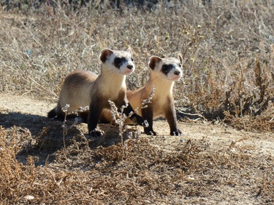 Black-footed ferret