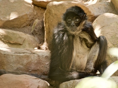 Black-handed spider monkey
