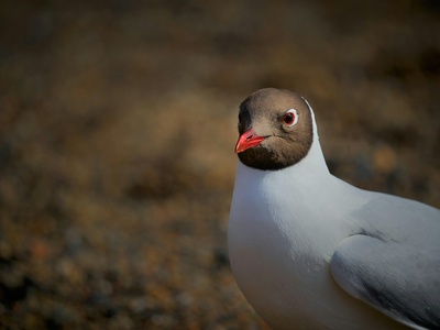 Black-headed Gull