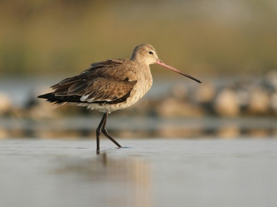 Black-tailed Godwit
