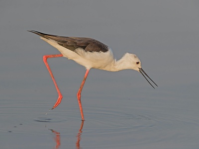 Black-winged Stilt