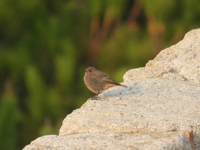 Black Redstart