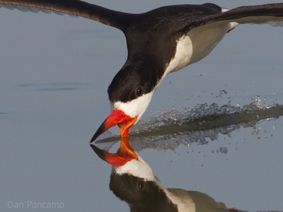 Black Skimmer