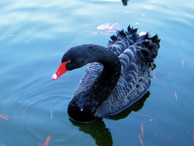 Black Swan