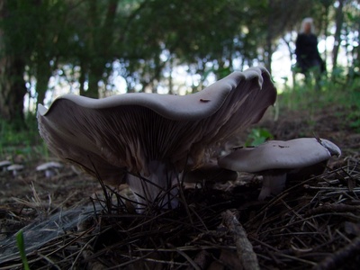 Blewit