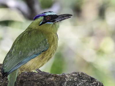 Blue-crowned Motmot