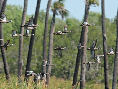 Blue-winged Teal