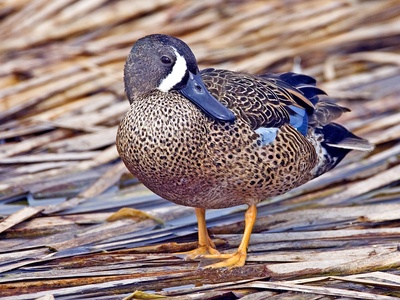 Blue-winged Teal