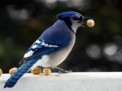 Blue Jay