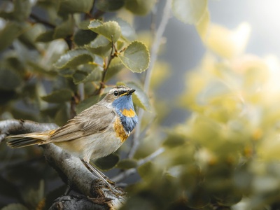Bluethroat