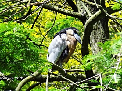 Boat-billed Heron
