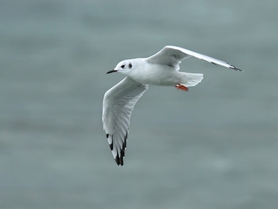 Bonaparte's Gull