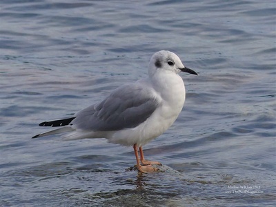 Bonaparte's Gull
