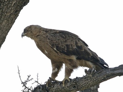 Booted Eagle