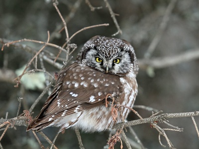 Boreal Owl
