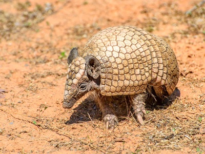 Brazilian three-banded armadillo