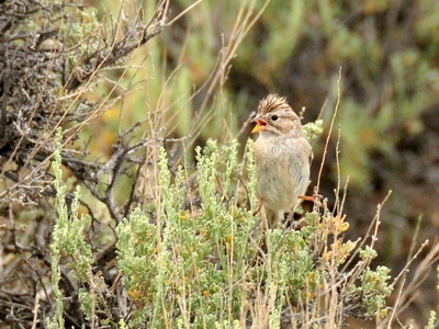 Brewer's Sparrow
