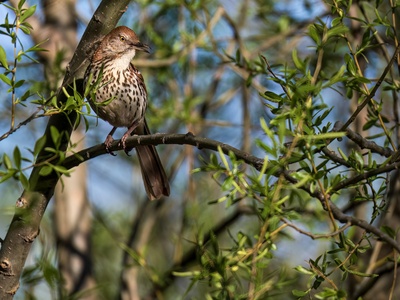 Brown Thrasher