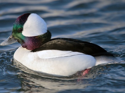 Bufflehead