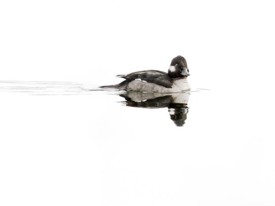 Bufflehead