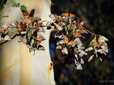 Butterfly Cluster