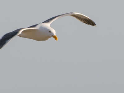 California Gull