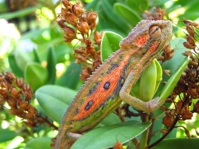 Cape dwarf chameleon