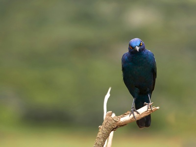 Cape Starling
