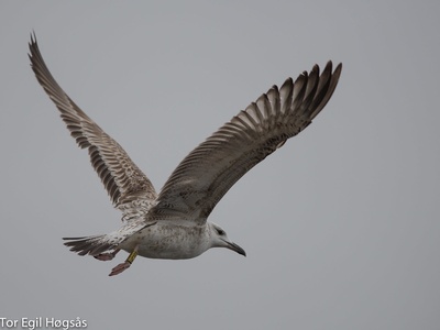 Caspian Gull