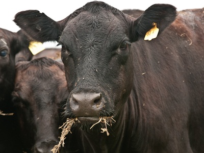 Cattle (beef/livestock)