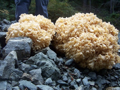 Cauliflower mushroom