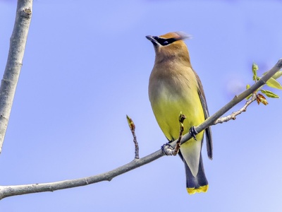 Cedar Waxwing